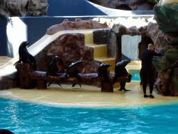 Zookeeper and Sea Lions at the Sea Lion Theatre at the Loro Parque zoo, during the Sea Lion show