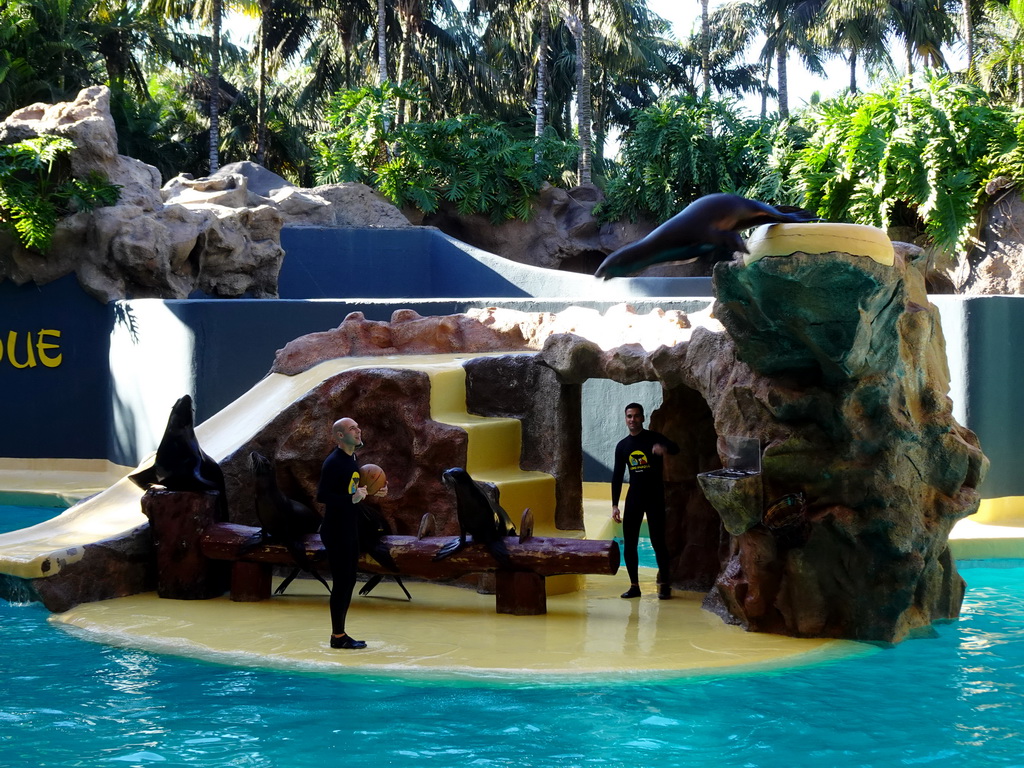 Zookeepers and Sea Lions at the Sea Lion Theatre at the Loro Parque zoo, during the Sea Lion show