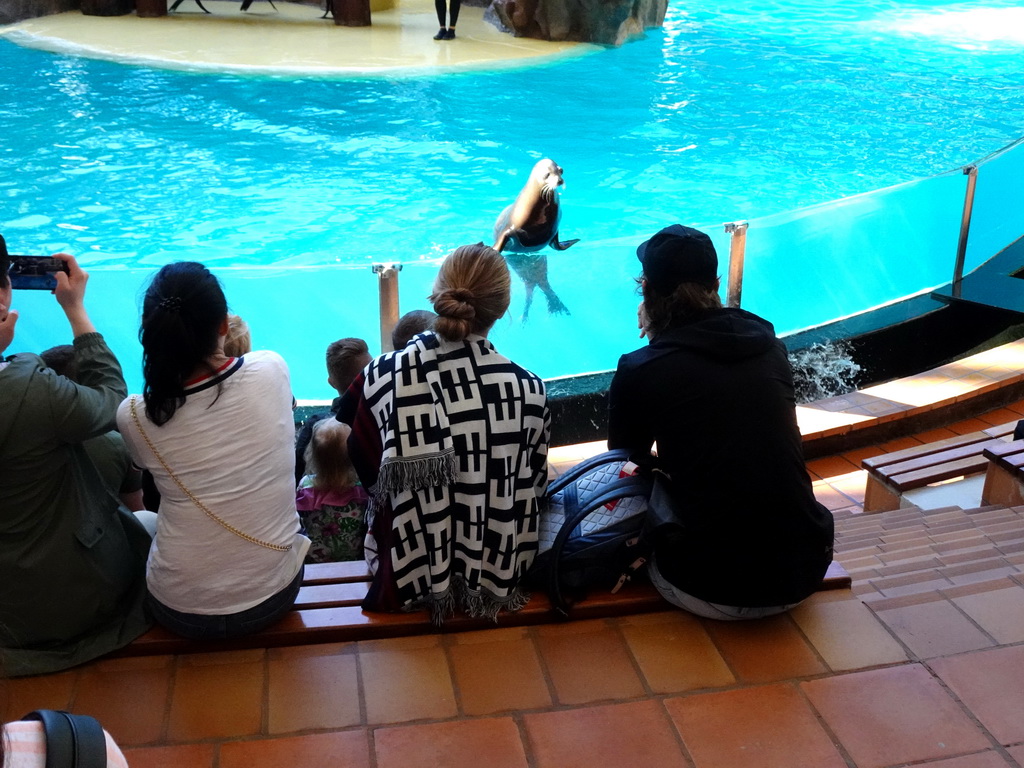 Sea Lion at the Sea Lion Theatre at the Loro Parque zoo, during the Sea Lion show