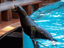 Sea Lion at the Sea Lion Theatre at the Loro Parque zoo, during the Sea Lion show