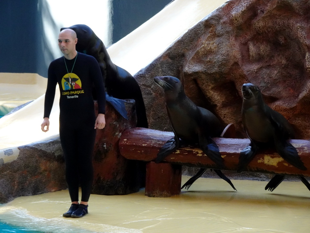 Zookeeper and Sea Lions at the Sea Lion Theatre at the Loro Parque zoo, during the Sea Lion show