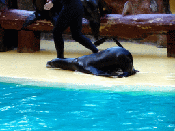 Zookeeper and Sea Lions at the Sea Lion Theatre at the Loro Parque zoo, during the Sea Lion show