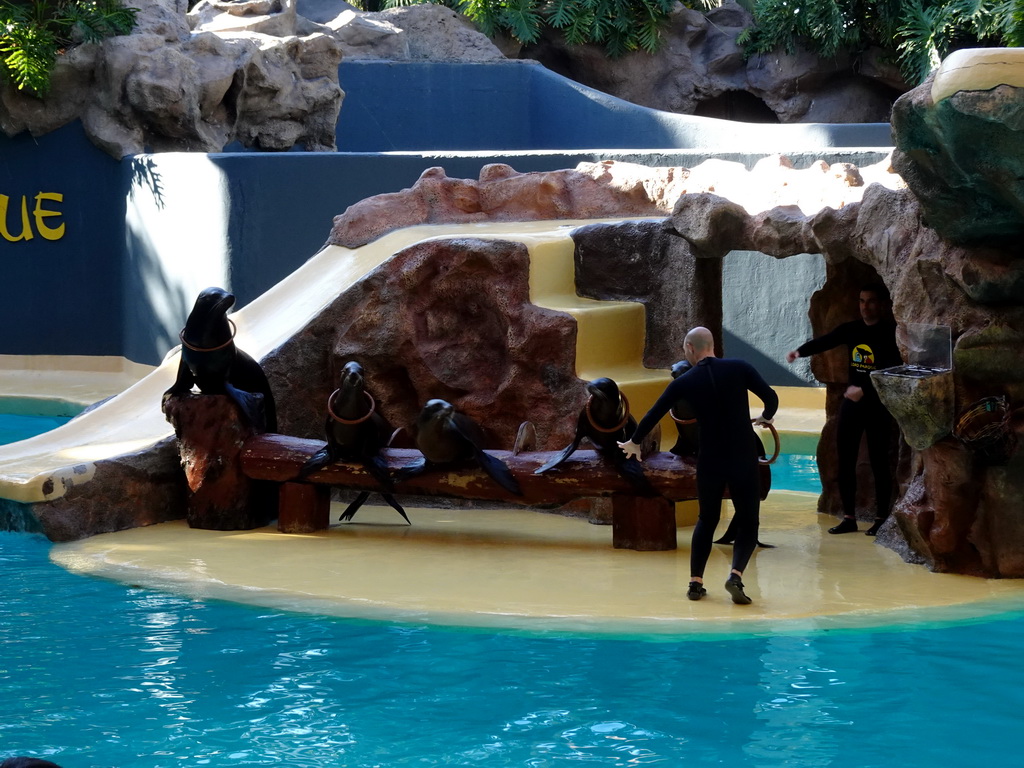 Zookeepers and Sea Lions at the Sea Lion Theatre at the Loro Parque zoo, during the Sea Lion show