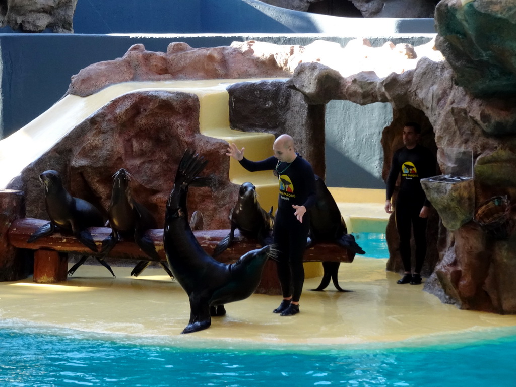 Zookeepers and Sea Lions at the Sea Lion Theatre at the Loro Parque zoo, during the Sea Lion show