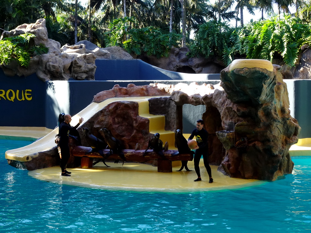 Zookeepers and Sea Lions playing with a ball at the Sea Lion Theatre at the Loro Parque zoo, during the Sea Lion show