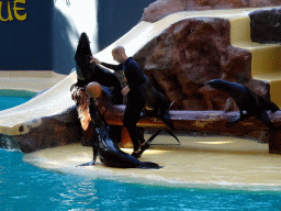 Zookeeper and Sea Lions playing with a ball at the Sea Lion Theatre at the Loro Parque zoo, during the Sea Lion show
