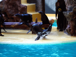 Zookeepers and Sea Lions playing with a ball at the Sea Lion Theatre at the Loro Parque zoo, during the Sea Lion show