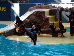 Zookeepers and Sea Lions playing with a ball at the Sea Lion Theatre at the Loro Parque zoo, during the Sea Lion show