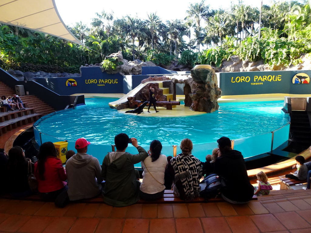 Zookeeper and Sea Lions at the Sea Lion Theatre at the Loro Parque zoo, during the Sea Lion show