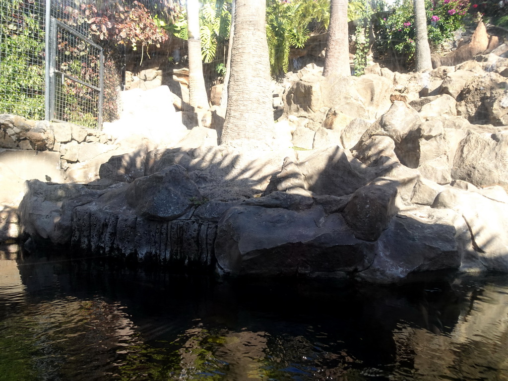 Capybaras at the Loro Parque zoo