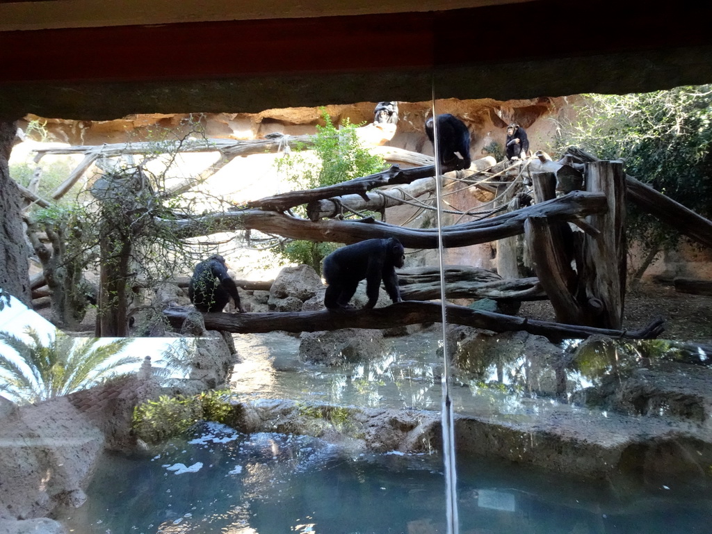 Chimpanzees at Chimpland at the Loro Parque zoo