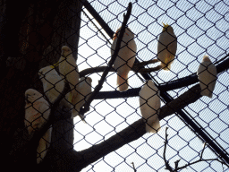 White Cockatoos, Salmon-crested Cockatoos and Blue-eyed Cockatoos at the Loro Parque zoo