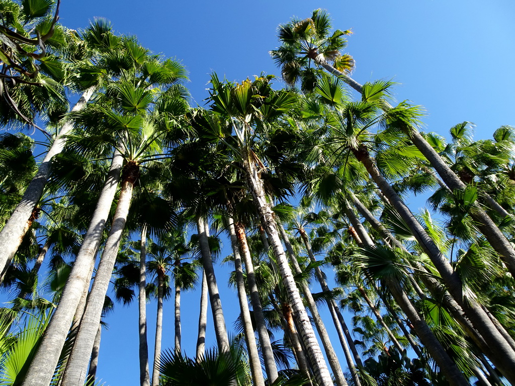 Palm trees at the Loro Parque zoo