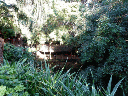 Birds and bridge at the Katandra Treetops at the Loro Parque zoo