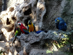 Great Green Macaw, Scarlet Macaw, Blue-and-yellow Macaw and Hyacinth Macaw at the Loro Parque zoo