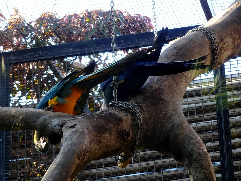 Blue-and-yellow Macaw and Hyacinth Macaw at the Loro Parque zoo