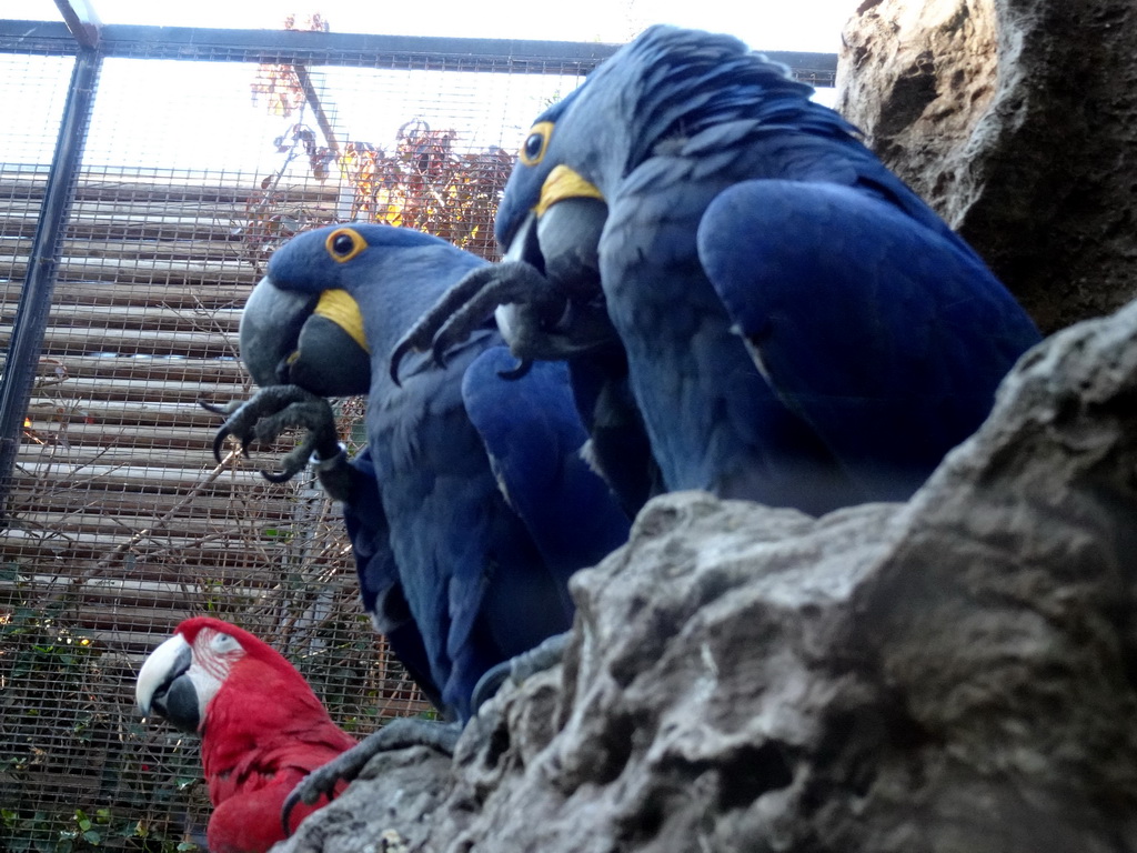 Scarlet Macaw and Hyacinth Macaws at the Loro Parque zoo