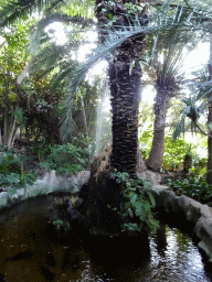 Trees, fountain and fish at the Loro Parque zoo