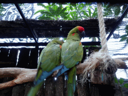 Red-fronted Macaws at the Loro Parque zoo
