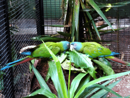Blue-headed Macaws at the Loro Parque zoo