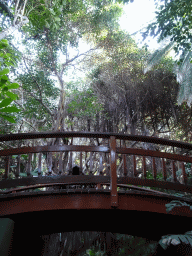 Bridge and trees at the Loro Parque zoo