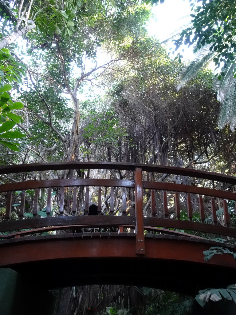 Bridge and trees at the Loro Parque zoo