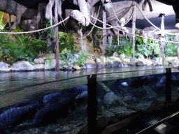 Fish at the Aquarium at the Loro Parque zoo