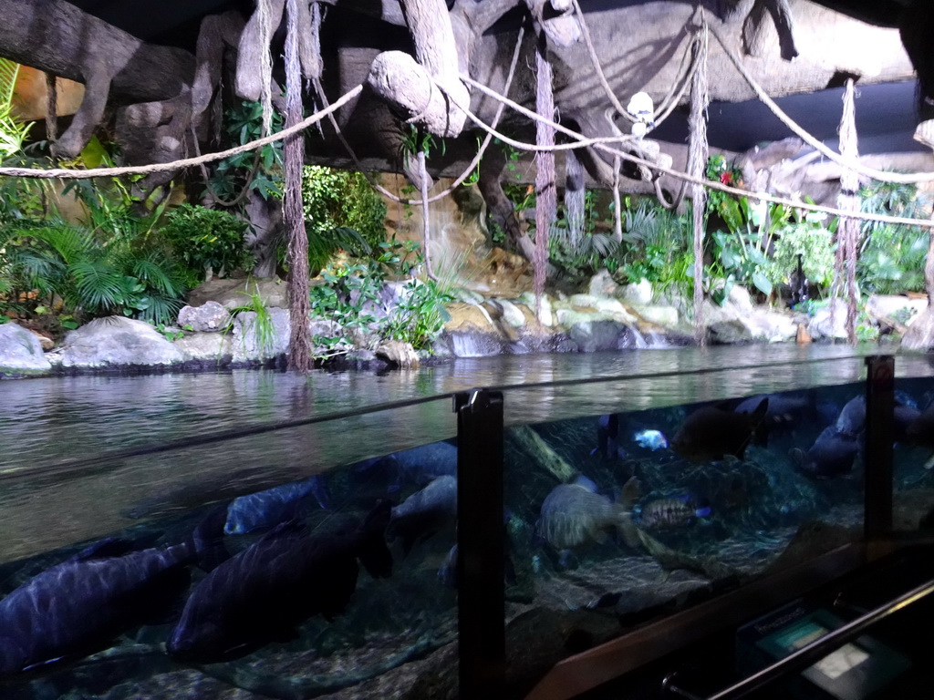 Fish at the Aquarium at the Loro Parque zoo