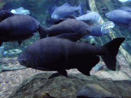 Fish at the Aquarium at the Loro Parque zoo