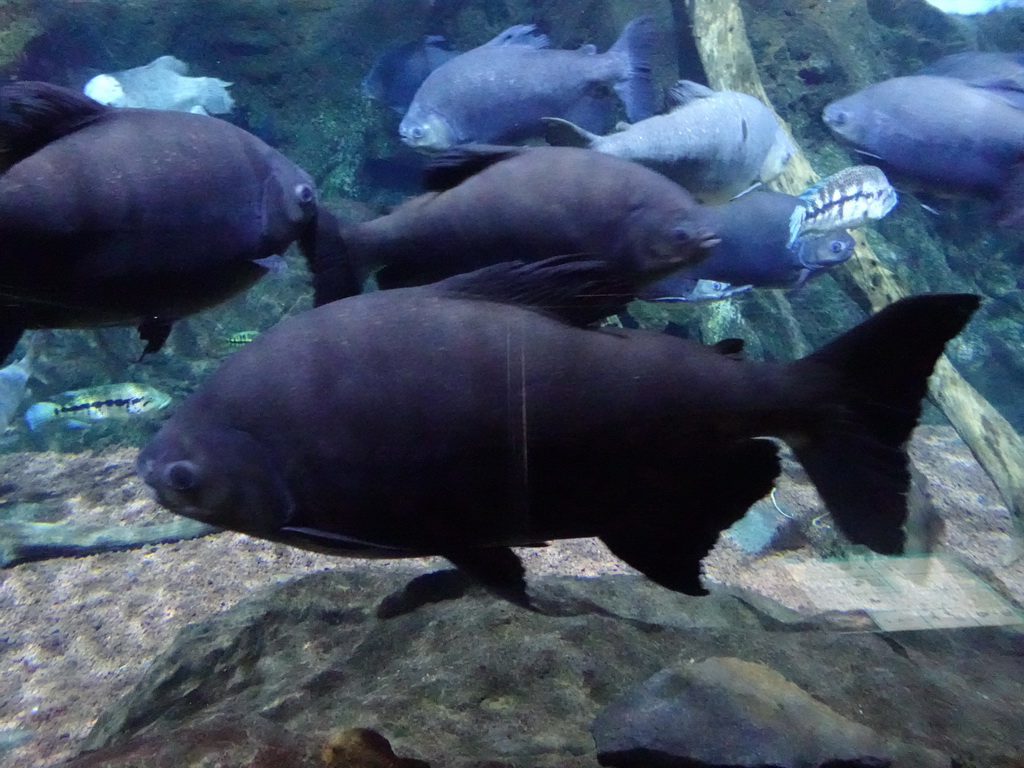 Fish at the Aquarium at the Loro Parque zoo