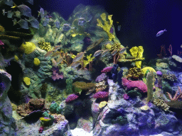 Fish and coral at the Aquarium at the Loro Parque zoo