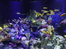 Stingray, other fish and coral at the Aquarium at the Loro Parque zoo