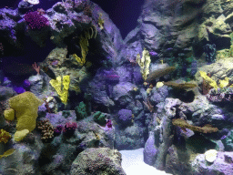 Fish and coral at the Aquarium at the Loro Parque zoo