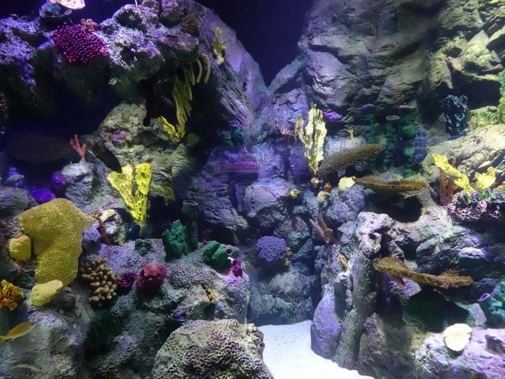 Fish and coral at the Aquarium at the Loro Parque zoo