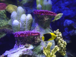 Fish and coral at the Aquarium at the Loro Parque zoo