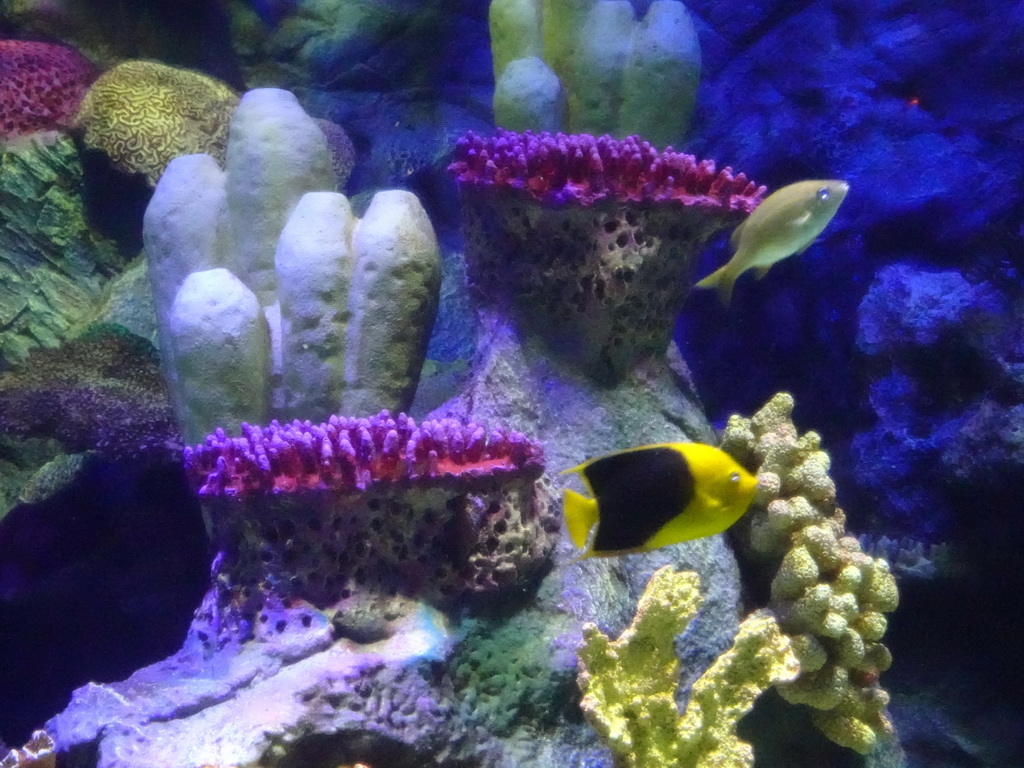 Fish and coral at the Aquarium at the Loro Parque zoo