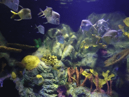 Fish and coral at the Aquarium at the Loro Parque zoo