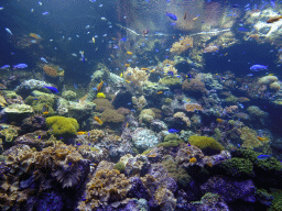 Fish and coral at the Aquarium at the Loro Parque zoo