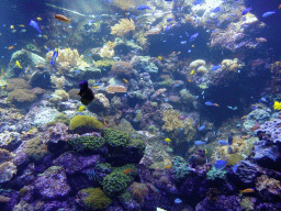 Fish and coral at the Aquarium at the Loro Parque zoo