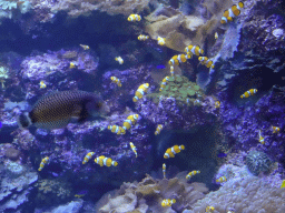 Clownfish, other fish and coral at the Aquarium at the Loro Parque zoo