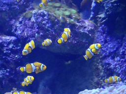Clownfish at the Aquarium at the Loro Parque zoo
