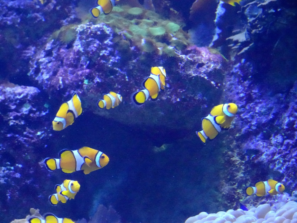 Clownfish at the Aquarium at the Loro Parque zoo