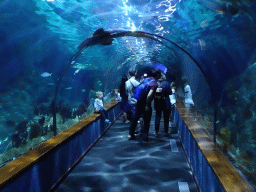 Underwater tunnel at the Aquarium at the Loro Parque zoo