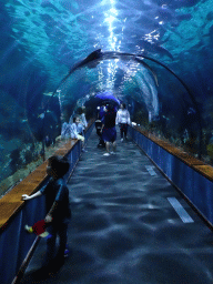 Max at the underwater tunnel at the Aquarium at the Loro Parque zoo