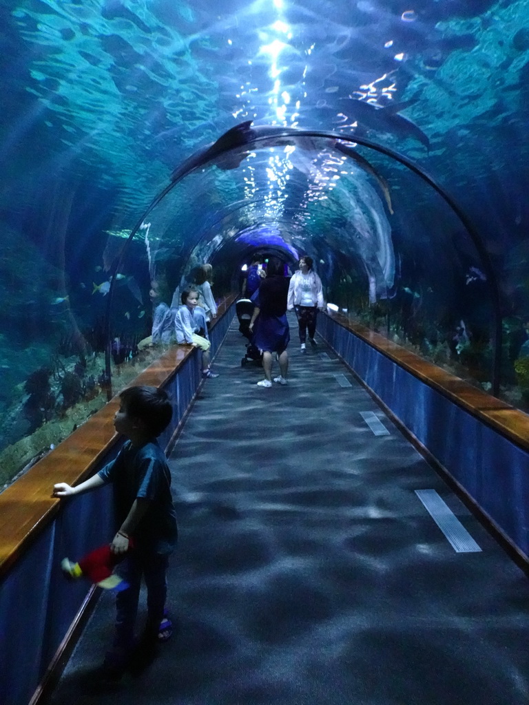 Max at the underwater tunnel at the Aquarium at the Loro Parque zoo