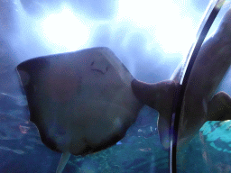 Stingray and Shark at the underwater tunnel at the Aquarium at the Loro Parque zoo