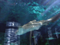 Shark and other fish at the underwater tunnel at the Aquarium at the Loro Parque zoo