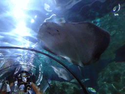 Stingrays and other fish at the underwater tunnel at the Aquarium at the Loro Parque zoo