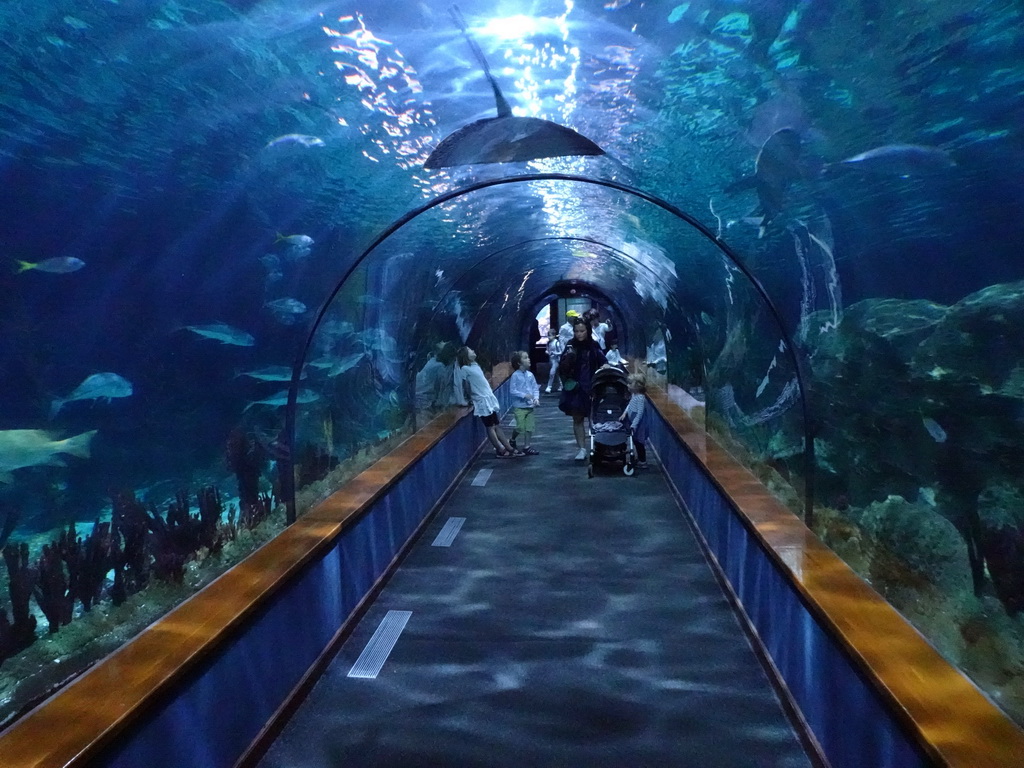 Underwater tunnel at the Aquarium at the Loro Parque zoo