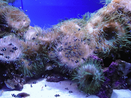 Black and White Ocellaris Clownfish and sea anemones at the Aquarium at the Loro Parque zoo